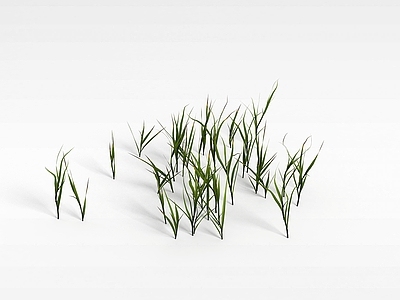 现代佛龛 植物
