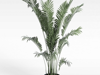 现代佛龛 盆景植物