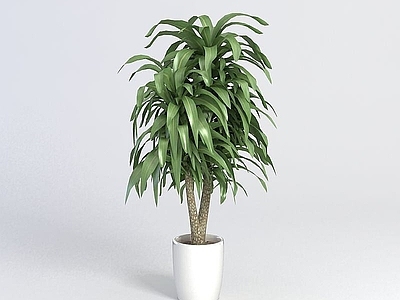 现代佛龛 盆栽植物