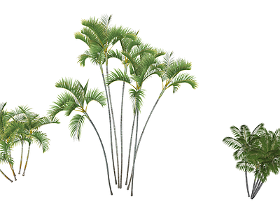 灌木 棕榈类 热带植物 散尾葵