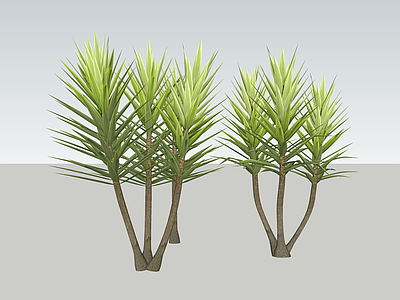 灌木 棕榈类 热带植物 荷兰铁