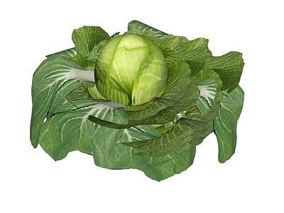 水果蔬菜 蔬菜 包菜