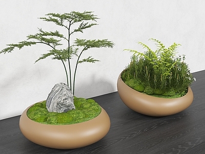 盆景 植物摆件 景观小品 卵石树池 现代景观树池 苔藓盆景
