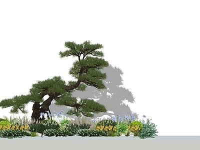 植物组合 罗汉松 造型松 植物组合 树池植物组合 盆栽组合