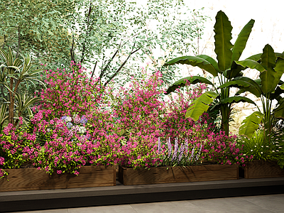 灌木 植物盆栽花箱 三角梅 开花绿植 盆栽盆景