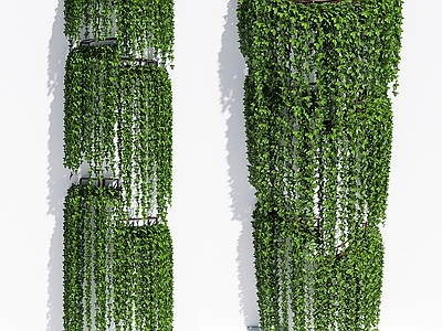 藤蔓 爬山虎 爬墙虎 爬藤 绿篱 外墙绿植