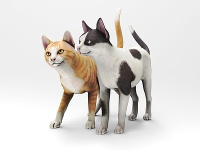 爬行类动物 动物 爬行动物 猫 小花猫 两只猫