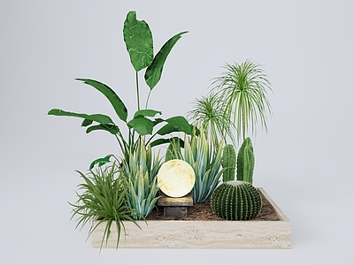 植物组合 树池植物组合 热带植物组合