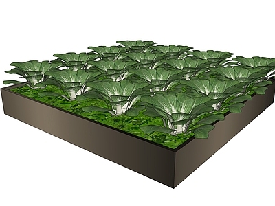 水果蔬菜 蔬菜 上海青菜地