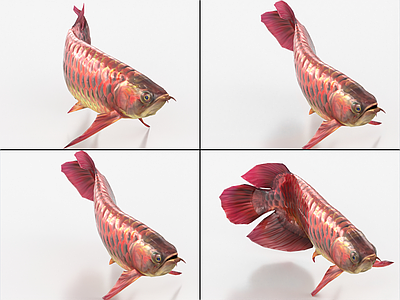 水生类动物 龙鱼带绑定和动画 金鱼 锦鲤 鲤鱼