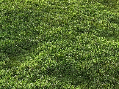 草坪 草 野草 草地 草皮 杂草