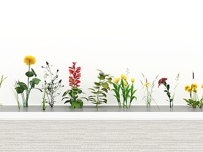 花草组合 植物花卉