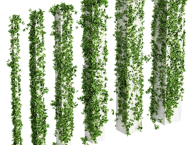 藤蔓 爬藤 爬墙虎 爬山虎 绿篱 绿植柱