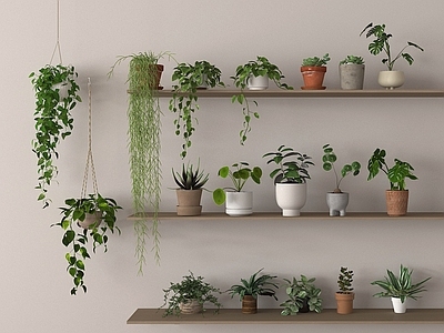 植物组合 盆栽植物 小绿植吊兰