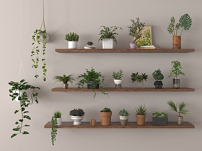 盆栽 盆栽植物 小绿植吊兰