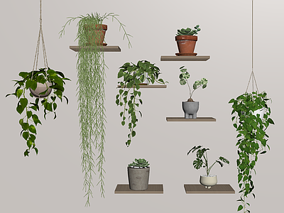 盆栽 盆栽植物 小绿植吊兰