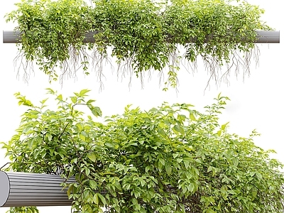 藤蔓 藤曼 吊篮