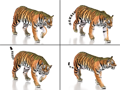 其他动物 老虎带绑定和动画 东北虎 华南虎