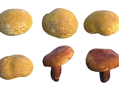 农作物 蘑菇菌类