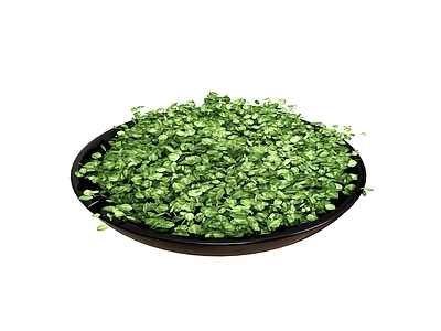 盆栽 盆栽植物绿植