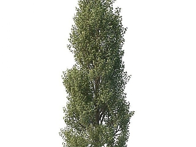 现代办公桌 松树
