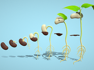 盆栽 种子发芽 种子发芽过程 植物生长 种子生长 根茎叶 生物学