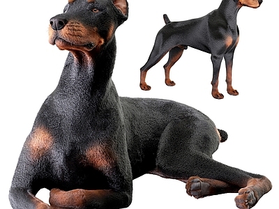 狗 杜宾犬