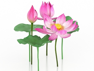 花草组合 荷花 荷叶 莲花