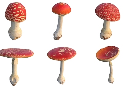 农作物 红蘑菇菌类