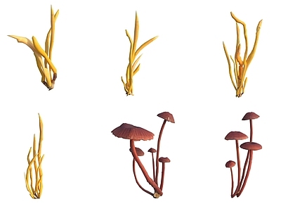 农作物 蘑菇菌类