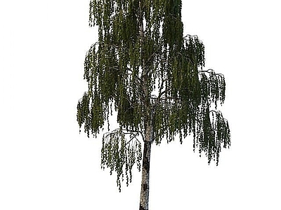 现代办公桌 垂柳