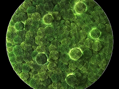 绿植墙 绿植墙饰 植物墙 景观绿植墙 景观植物墙 苔藓墙