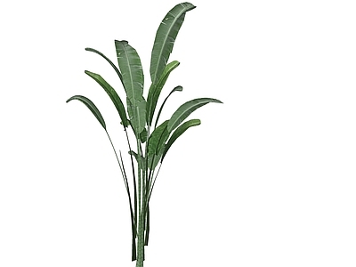 植物组合 天堂鸟