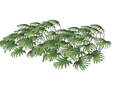 植物组合 小天使
