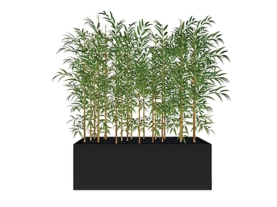 竹子 盆栽竹子 树池竹子