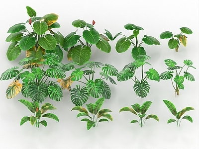 灌木 热带植物 芋头 洋芋 灌木 芭蕉树 美人蕉