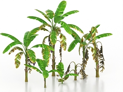 景观树 橡胶树 芭蕉树 热带树 热带植物