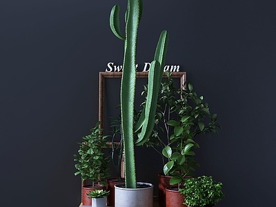 现代佛龛 绿植仙人掌盆栽组合