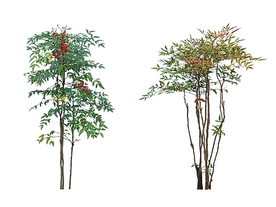 灌木 2D南天竹 禅意植物 南天竹