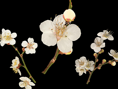 花 日本梅子 开放的梅花 樱桃花 花卉 花蕊花瓣