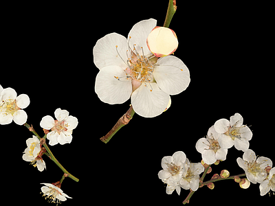 花 日本梅子 开放的梅花 樱桃花 花卉 花蕊花瓣