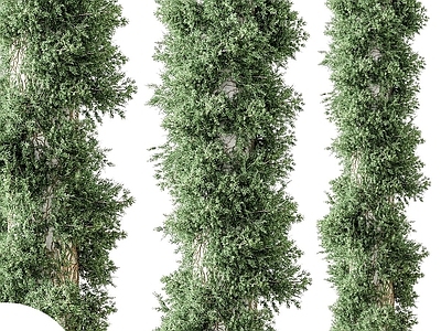 藤蔓 绿植 植物 藤曼 植物墙 景观植物