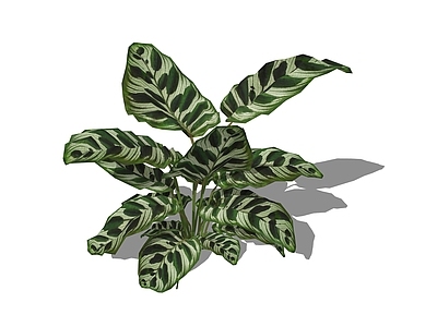 灌木 孔雀竹芋 热带植物 竹芋