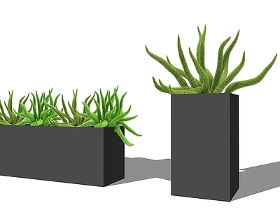 植物组合 狐尾天门冬 花箱组合 盆栽组合
