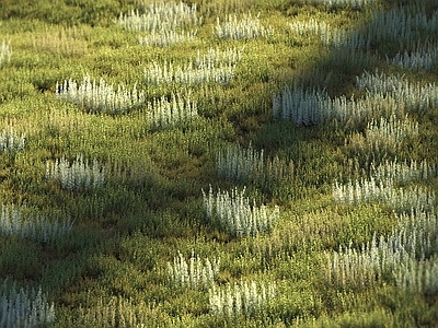 植物堆 植物堆