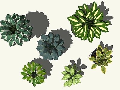 盆栽 花叶玉簪盆栽组合 花叶玉簪