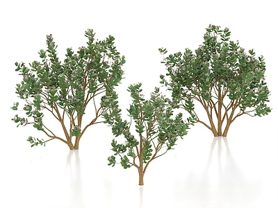 灌木 白花牛角瓜 灌木 景观树 行道树 绿化带植物