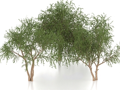 景观树 厚叶梅鲁木 乔木 大树 树木 景观树 行道树