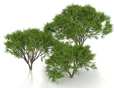 景观树 柳叶榕 榕树 灌木丛 景观树 行道树 观赏树