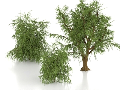 乔木 沙漠椰枣树 乔木 卤刺树 沙漠植物 沙漠树
